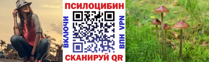 Псилоцибиновые грибы Psilocybe  как найти   Ильский 